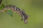 Prairie willow